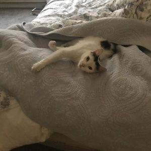 Meet your Posher, Henriett